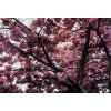 "Cherry trees"